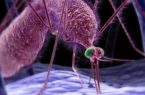 انگل مالاریا خود را از سیستم ایمنی بدن مخفی می کند