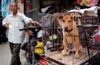 خوردن سگ و گربه در جنوب چین ممنوع شد