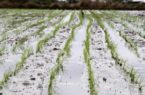 نیمی از شالیزارهای بزرگترین شهرستان برنج خیز کشور آماده کشت برنج است