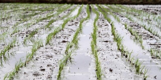 نیمی از شالیزارهای بزرگترین شهرستان برنج خیز کشور آماده کشت برنج است