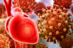 ویروس کرونا می‌تواند به قلب آسیب بزند؛ اکوی قلب نیمی از بیماران غیرطبیعی است