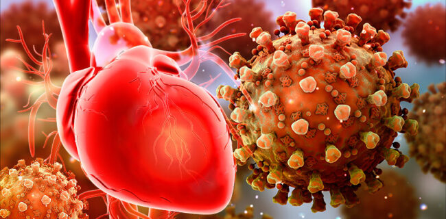 ویروس کرونا می‌تواند به قلب آسیب بزند؛ اکوی قلب نیمی از بیماران غیرطبیعی است