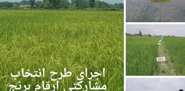 اجرای طرح انتخاب مشارکتی ارقام برنج در استان گیلان