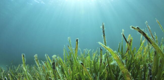 عصاره جلبک دریایی مانع تولیدمثل ویروس کرونا می‌شود