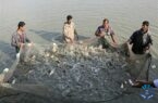 ۴۳ هزار تن ماهی گرمابی سال گذشته در گیلان تولید شد