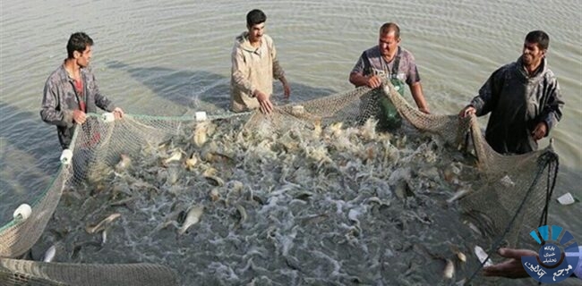 ۴۳ هزار تن ماهی گرمابی سال گذشته در گیلان تولید شد