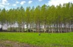 اجرای طرح زراعت چوب در ۶۶۰۰ هکتار از اراضی ملی گیلان