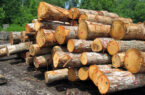 کشف و ضبط سیصد میلیونی چوب آلات قاچاق در شهرستان رودبار