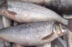 نشست هماهنگی صید ماهیان مولد سفید وخاویاری در رودخانه سفید رود