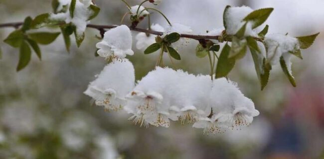 توصیه هایی برای باغداران و گلخانه داران برای مقابله با یخبندان
