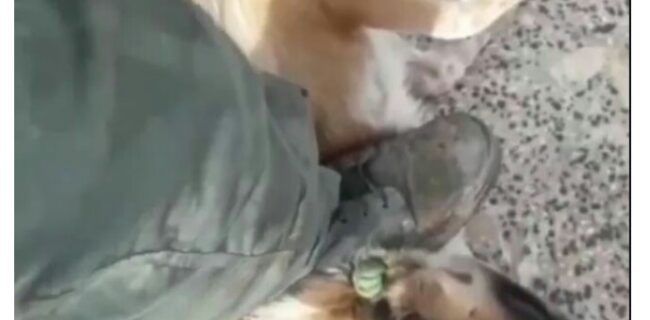 ۷۴ ضربه شلاق برای دو متخلف حیوان آزار در شهرستان رضوانشهر