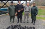 شکارچی متخلف و حرفه ای به همراه یک سلاح  غیر مجاز و  لاشه ‌۳۵ قطعه پرنده در انزلی دستگیر  شد