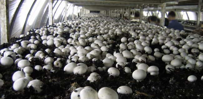 تولید بیش از ۴هزار تُن قارچ خوراکی در گیلان