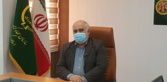 گیلان رتبه سوم تولید زیتون کشور را دارد گیلان رتبه سوم تولید زیتون کشور را دارد
