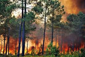 وقوع ۲۷ فقره حریق در جنگل های گیلان/ اطفای کامل آتش تا ساعت یک بامداد