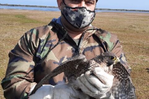 کشف و ضبط یک بهله پرنده شکاری روزپرواز در گیلان