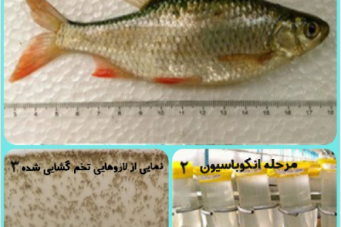 تکثیر ماهی سرخ باله برای اولین بار توسط دانشجوی دانشگاه گیلان