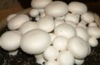 دستگیری عامل توزیع قارچ های تاریخ گذشته