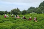 اقدامات حمایتی دولت از صنعت چای گامی در راستای افزایش کیفیت و تولید