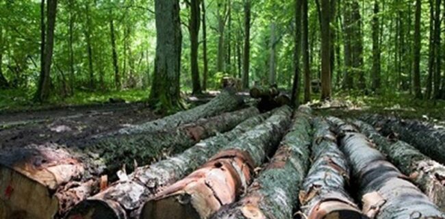 کشف ۲۶۰۰ اصله چوب قاچاق در استان گیلان
