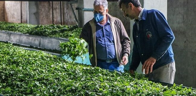 ۴۰ درصد از مطالبات چایکاران شمال کشور پرداخت شد
