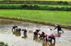 ضرورت توجه شالیکاران گیلان به تولید مکانیزه برنج