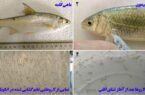 انجام تکثیر مصنوعی جمعیت ماهی کُلمه تالاب انزلی توسط تیم تحقیقاتی دانشگاه گیلان
