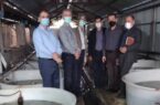 بازدید مدیرکل محترم بازسازی ذخایرشیلات ایران از مزارع تکثیر و پرورش ماهیان خاویاری بخش خصوصی