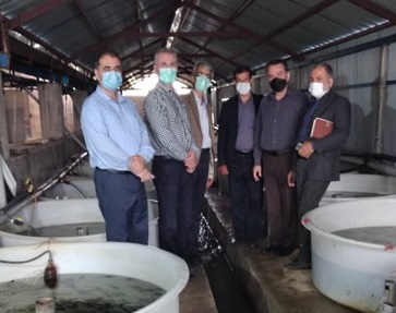 بازدید مدیرکل محترم بازسازی ذخایرشیلات ایران از مزارع تکثیر و پرورش ماهیان خاویاری بخش خصوصی