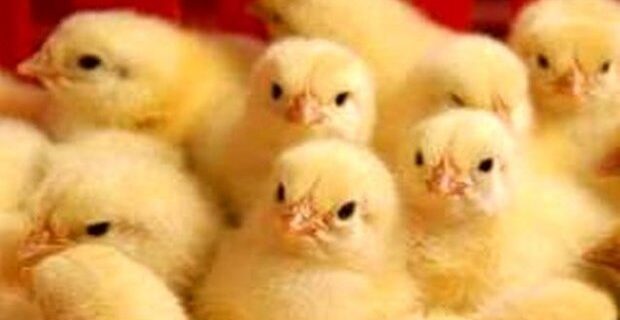 ۱۵ میلیون جوجه یک روزه در مرغداریهای استان در حال پرورش است ۱۵ میلیون جوجه یک روزه در مرغداریهای استان در حال پرورش است