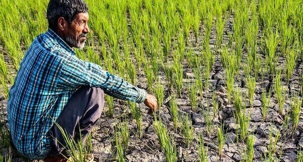 افزایش ۱۱۶ درصدی بیمه اراضی شالیکاری در گیلان