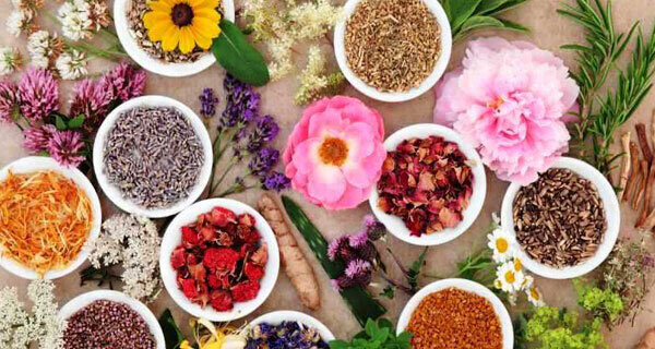 افزایش گرایش عشایر گیلان به تولید گیاهان دارویی