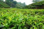 پرداخت ۵۲ میلیارد تومان تسهیلات به چایکاران و کارخانجات فرآوری چای