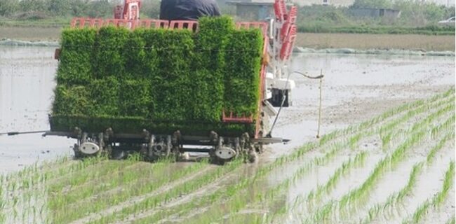 نشای مکانیزه ۷۰ درصد از شالیزارهای گیلان