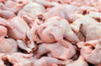۱۲۰ هزار تن مرغ به کشور وارد می‌شود