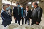 ایجاد ۴۰ درصد اشتغال خالص کشور توسط کمیته امداد