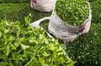 کاهش هجوم غیربومی‌ها برای تغییرکاربری باغات چای کشور