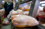 بررسی احتمال قیمت‌های نجومی برای بازار مرغ