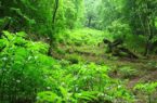 کاهش ۱۶ درصدی قطع اشجار جنگلی در گیلان