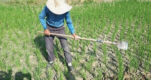 شالیزارهای دچار تنش آبی رشت در انتظار رهاسازی آب شالیزارهای دچار تنش آبی رشت در انتظار رهاسازی آب