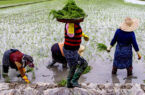 کاهش رنج تولید برنج در هزار هکتار از شالیزارهای گیلان