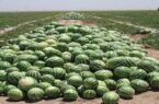 برداشت بیش از ۶۰ هزار تن هندوانه از باغ‌های استان گیلان