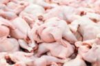 کشتار روزانه ۵۵۰ تا ۶۰۰ تن مرغ در کشتارگاه های گیلان