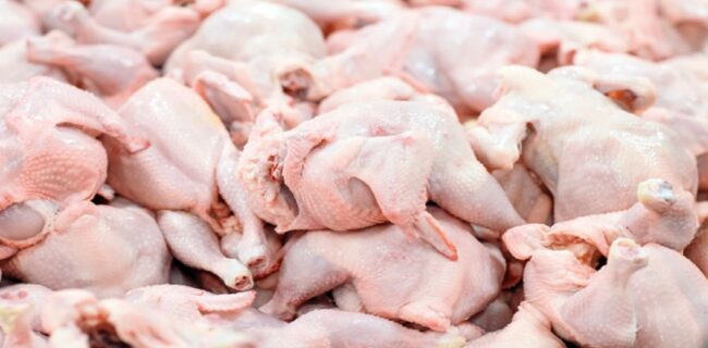 کشتار روزانه ۵۵۰ تا ۶۰۰ تن مرغ در کشتارگاه های گیلان