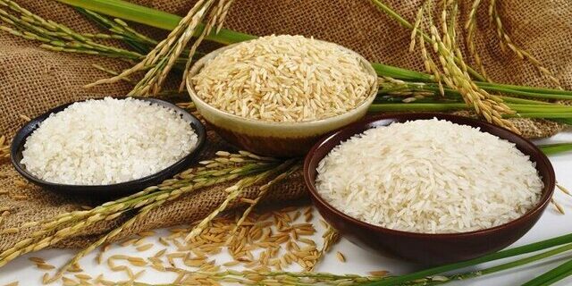 افزایش ضایعات برنج ارمغان قطعی برق به کشاورزان گیلانی