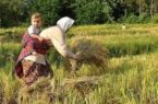 برنج بزرگترین شهرستان برنج‌خیز کشور در آستانه برداشت