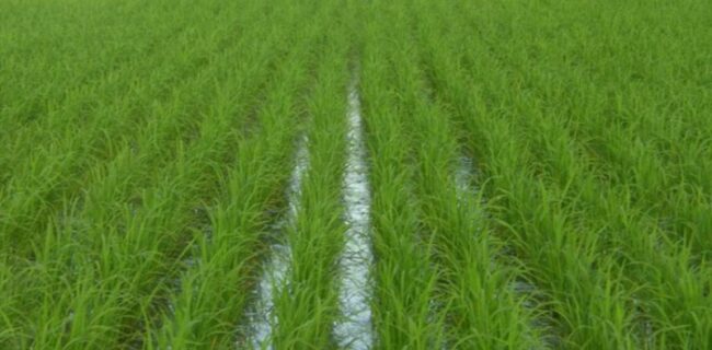 رفع بخش قابل توجهی از تنش آبی کشاورزی در گیلان