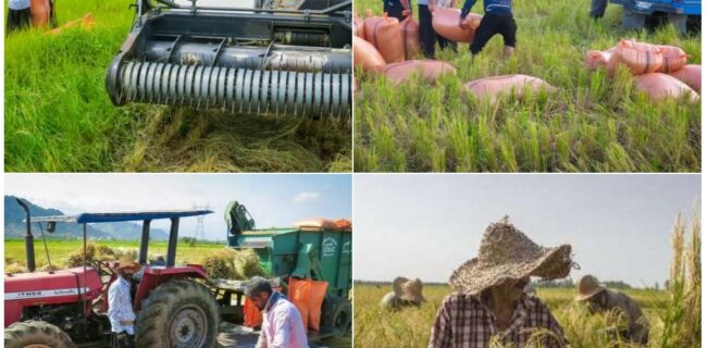 ۸۰درصد محصول برنج در گیلان برداشت شده است