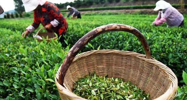 ۱۰۳ هزار تن برگ سبز چای امسال در گیلان و مازندران برداشت شد