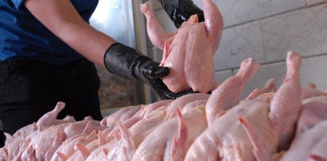 رقابت مرغ فروش ها برای جلب مشتری در گیلان